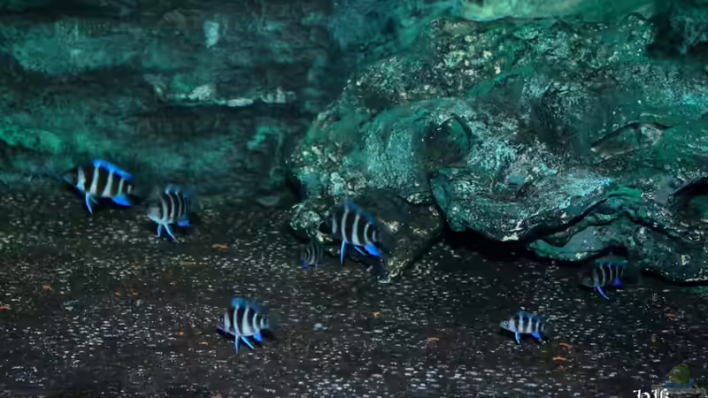 Nachzucht von Hanno K (10)