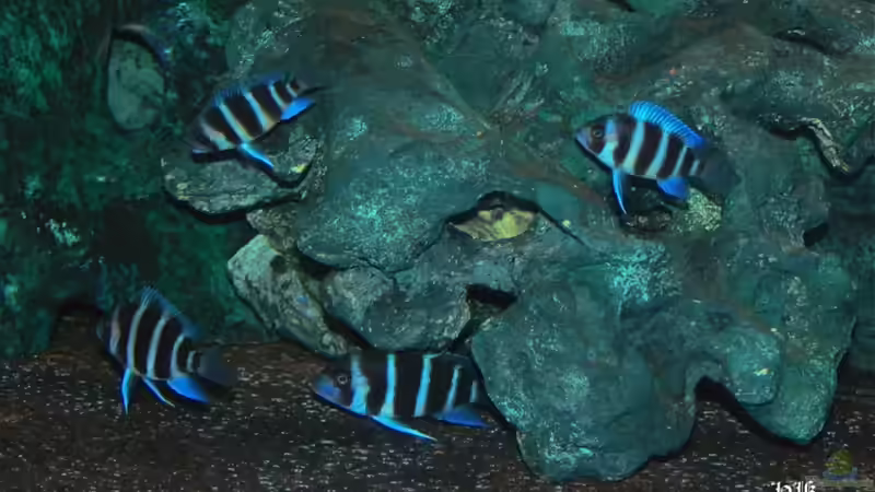 Nachzucht von Hanno K (11)