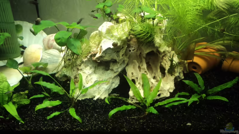 Nachzuchtbecken 2012 von Malawiwelt (17)