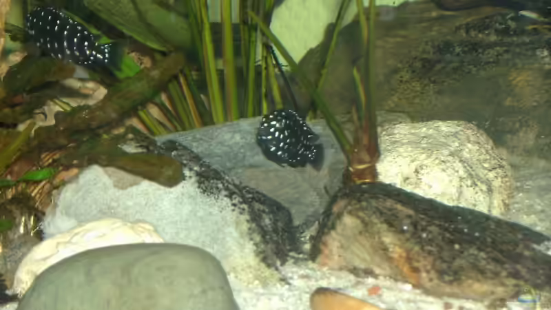 Nachzuchten in dem Becken von Aqua92 (20)