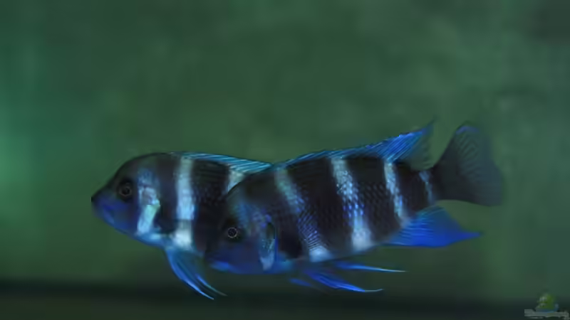 Nachzuchten von Hanno K (18)