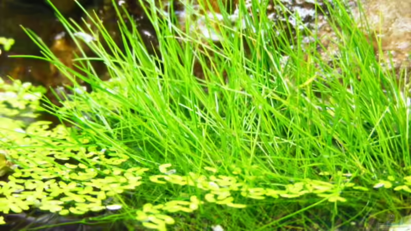 Nadelimse emers im Sumpfteil von Falk (50)