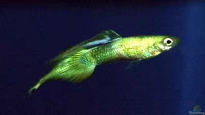nadelschwanzguppy von Manfred und Heidi Reis (6)