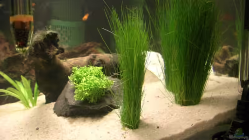 Nadelsimmse & Riccia von Büdi II (15)