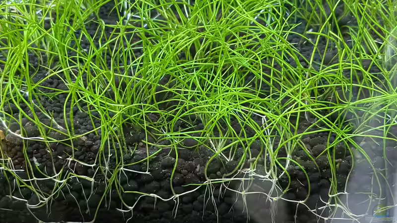 Nadelsims  von Mauri Cangini (4)