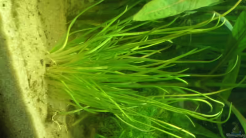 Nadelsimse  (El. ac.) von Alexander Goldschmidt (6)