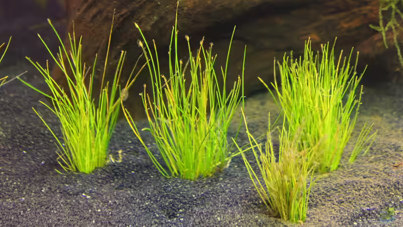 Nadelsimse (Eleocharis acicularis) von Springer (11)