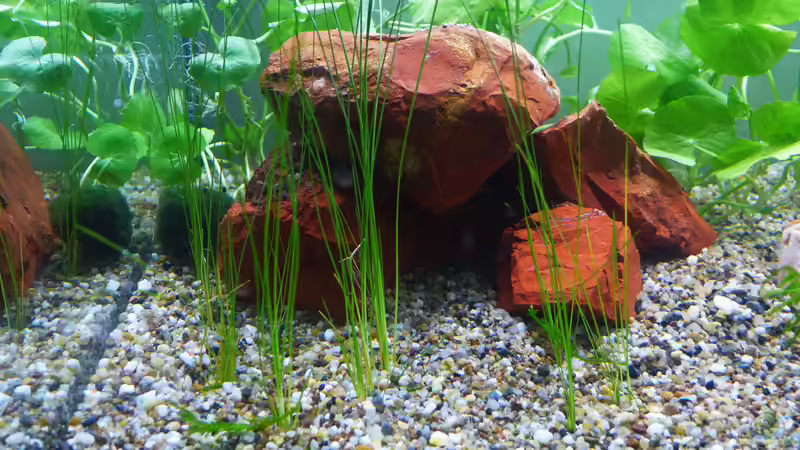 Nadelsimse Eleocharis von BerndL (10)