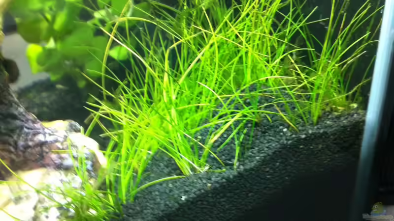 Nadelsimse im Hintergrund von RoZan (25)