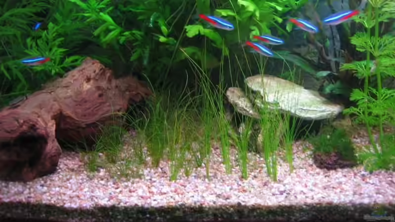 Nadelsimse nach Erweiterung12.04.08 von Ron Schäpe (18)