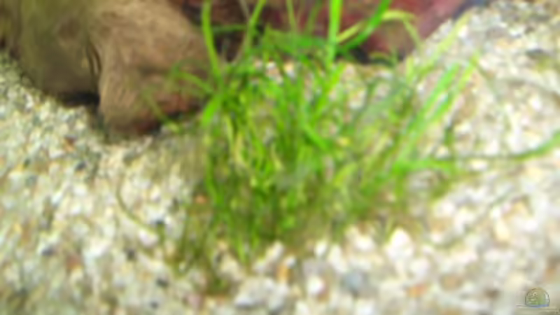 nadelsimse von Andre Schumacher (9)