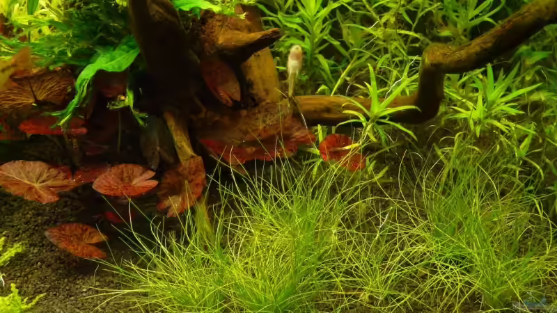 Nadelsimse von Andy Peter (2)