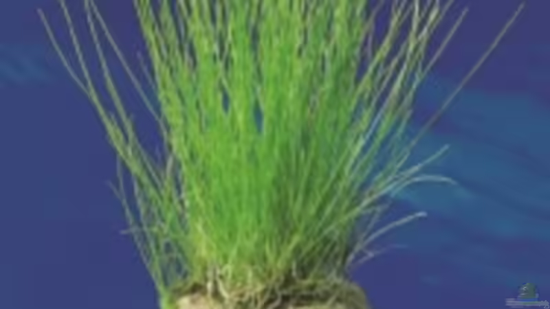 Nadelsimse von Dasy (5)