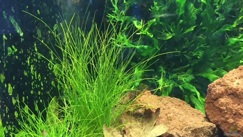 Nadelsimse von Felix Krause (5)