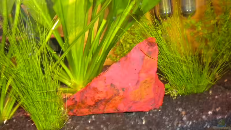 Nadelsimse von Marci (11)