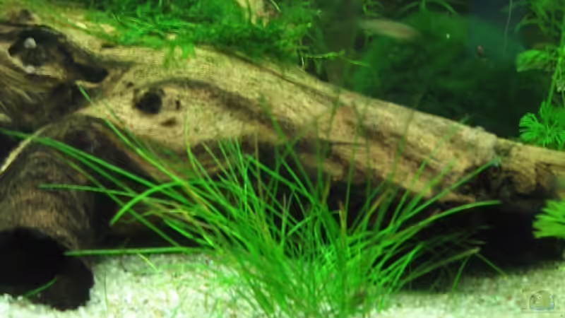 Nadelsimse von Melanie Dreier (7)