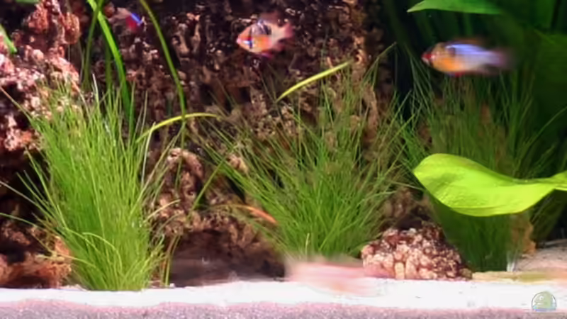 nadelsimse von NlLs M0nt (9)