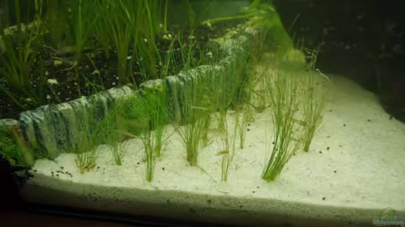 Nadelsimse von Richiiii (5)