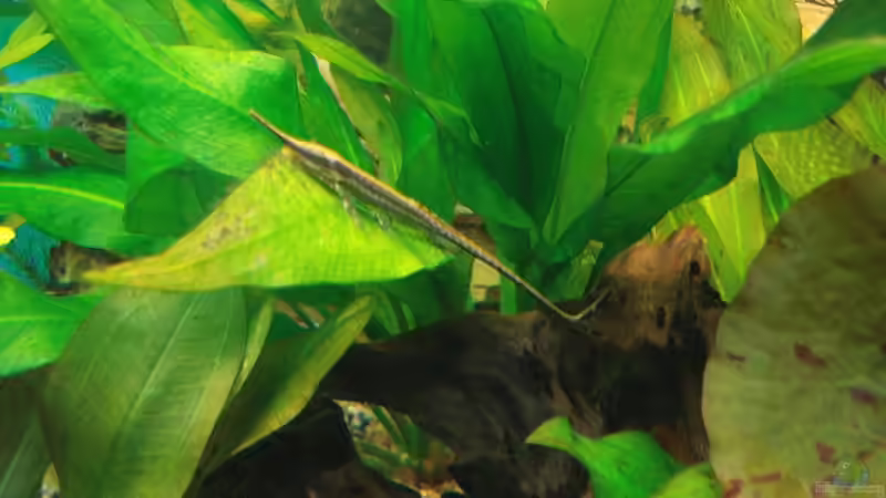 Nadelwels von Chris 81 (19)