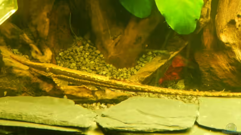 NADELWELS von Heinz Von B1 (24)