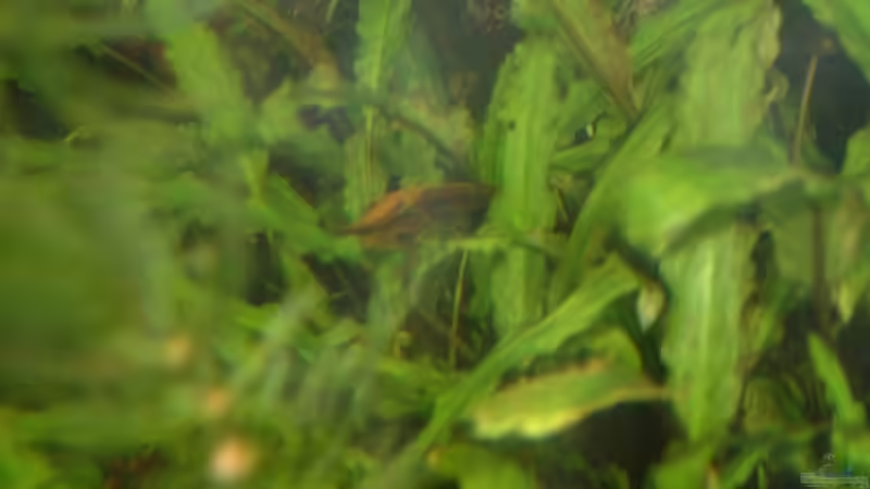 Nadelwels von Jean Pierre Seifert (14)