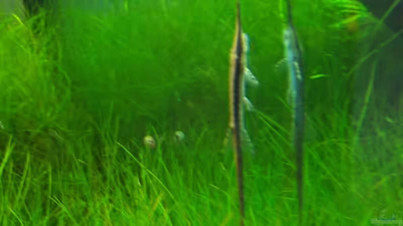 Nadelwels von moosfan (11)