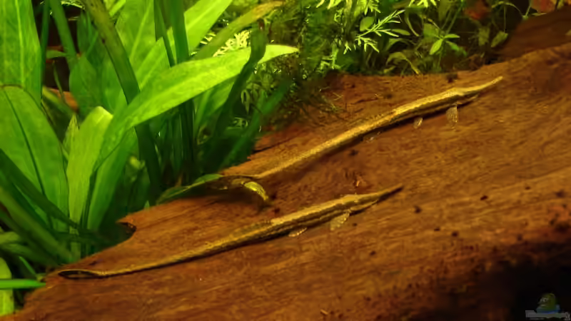 Nadelwelse von lod (22)