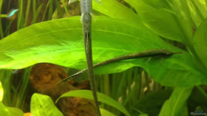 Nadelwelse von Thomas Oetjen (25)