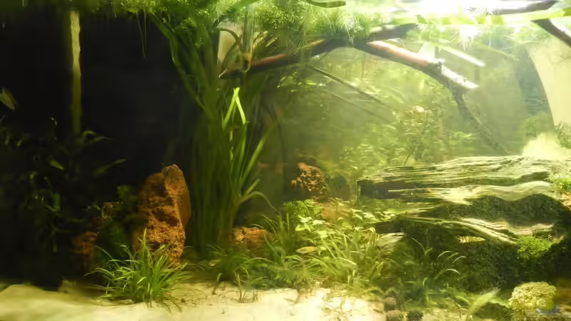 Nadika Sang von miv (13)