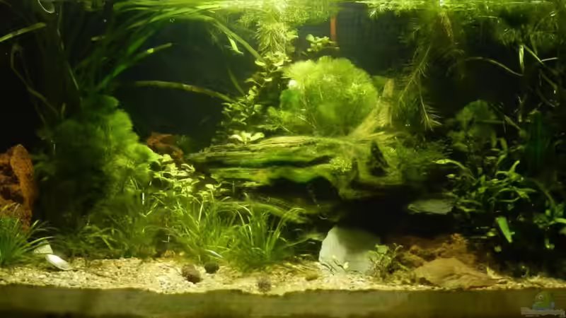 Nadika Sang von miv (15)