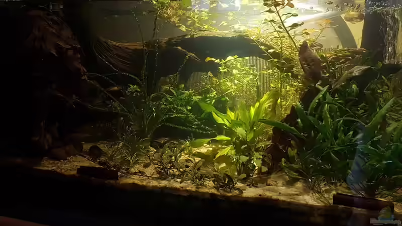 Nadika Sang von miv (17)