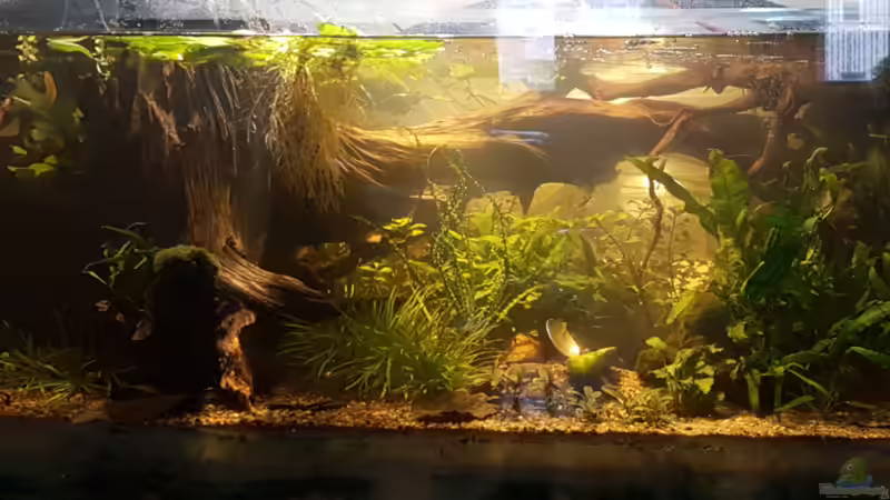 Nadika Sang von miv (18)