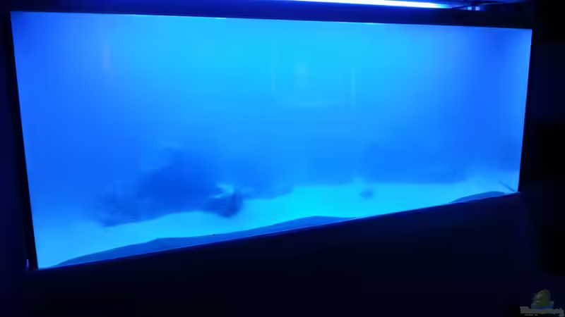 Nächste Woche werde ich von meinen Fischen die bei meinen Händler Schwimmen Riffbarsche von urbi (57)