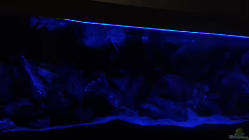 nächtliche Stimmung unter Vollmond  von tripledad (15)