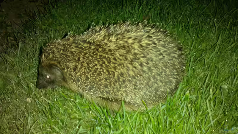 nächtlicher Teichbesucher - ein durstiger Igel von Sambia (68)