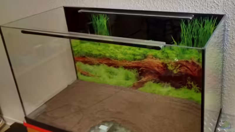 Nährboden eingefüllt von Lily (4)