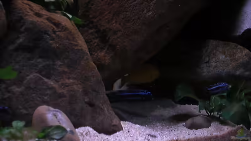 Nah Aufnahme Maingano von Kai Pragal (39)