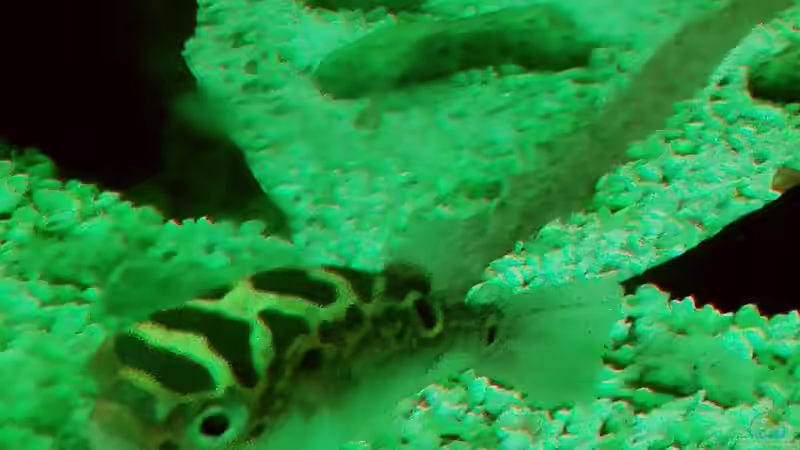 Nahaufnahme...  von Bermuda 3eck (41)