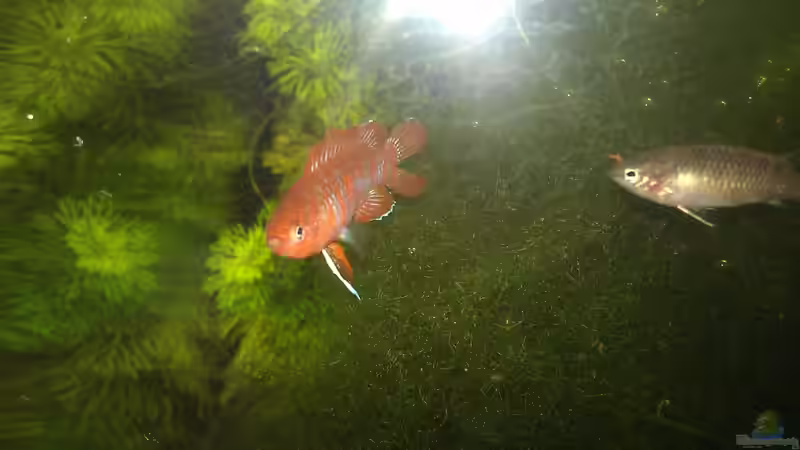 Nahaufnahme, hier sieht man die kaputte Schwanzflosse des Männchen. von TinaMarie (21)