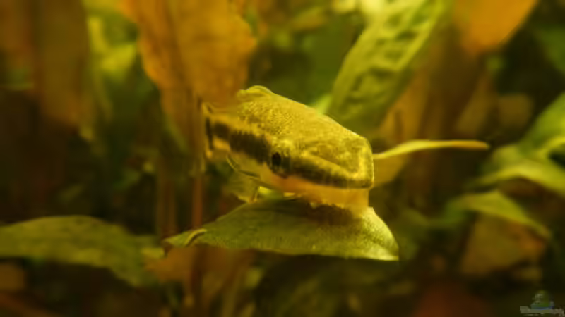 Nahaufnahme: Ohrgitterharnischwels von miv (11)