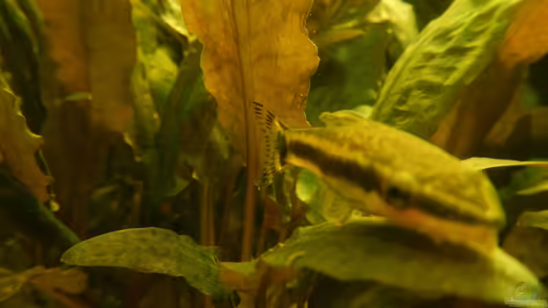 Nahaufnahme: Ohrgitterharnischwels von miv (12)