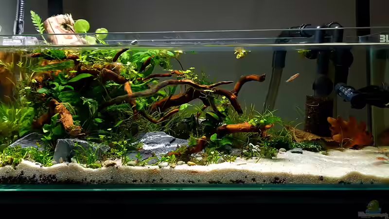 Nahaufnahme  von Romano E (9)