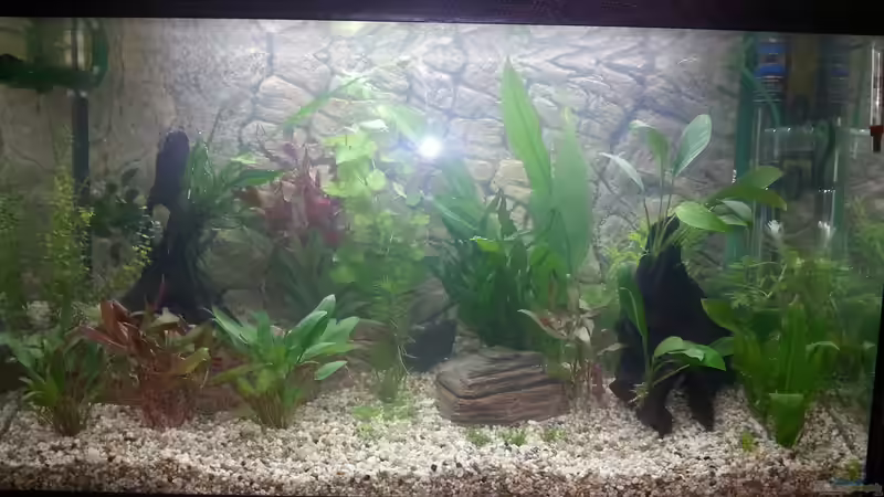 Nahaufnahme des Aquariums