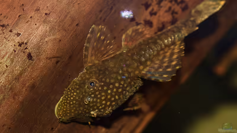 Nahaufnahme des Braunen Antennenwels von David Schneider Aquaristik (41)