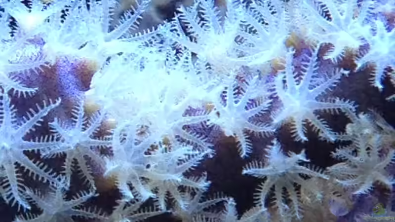 Nahaufnahme Gorgonie von Frank Haipeter (18)