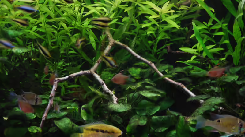 Nahaufnahme mit H.Polysperma, Anubias und den Bewohnern :o) von schmitzkatze (2)