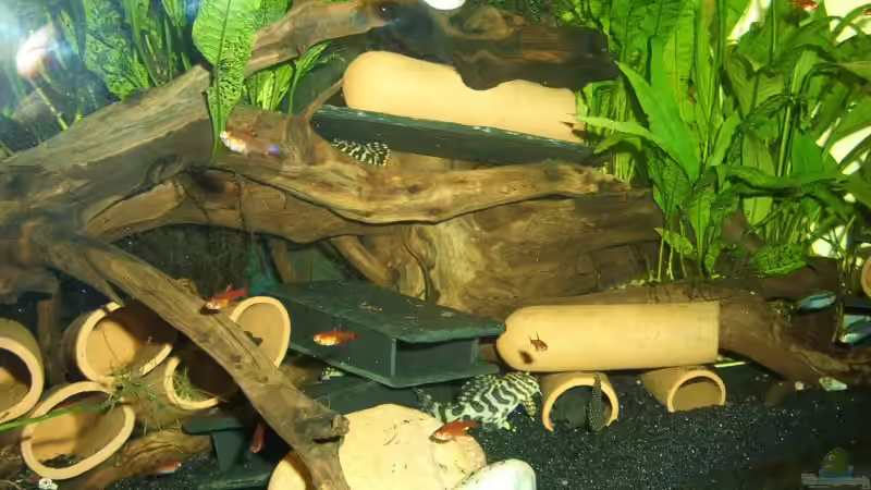 Nahaufnahme mit Moorkienwurzeln, Tonhöhlen und Beckenbewohnern von Holger Bertram (3)