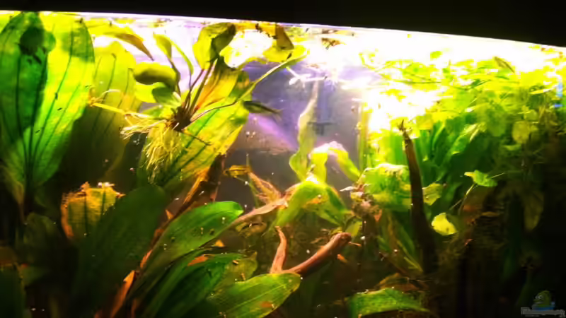 Nahaufnahme oberer Bereich.  von Caricciola (6)