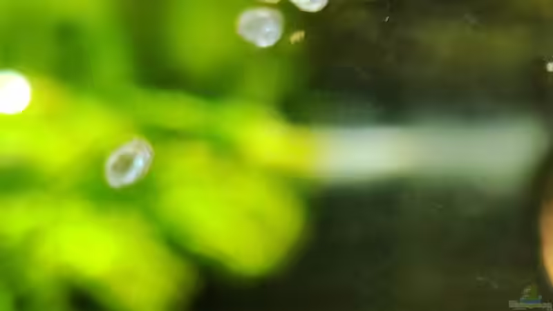 Nahaufnahme von Amazonas (58)