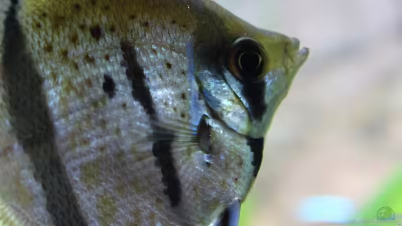 Nahaufnahme von Ottche (154)